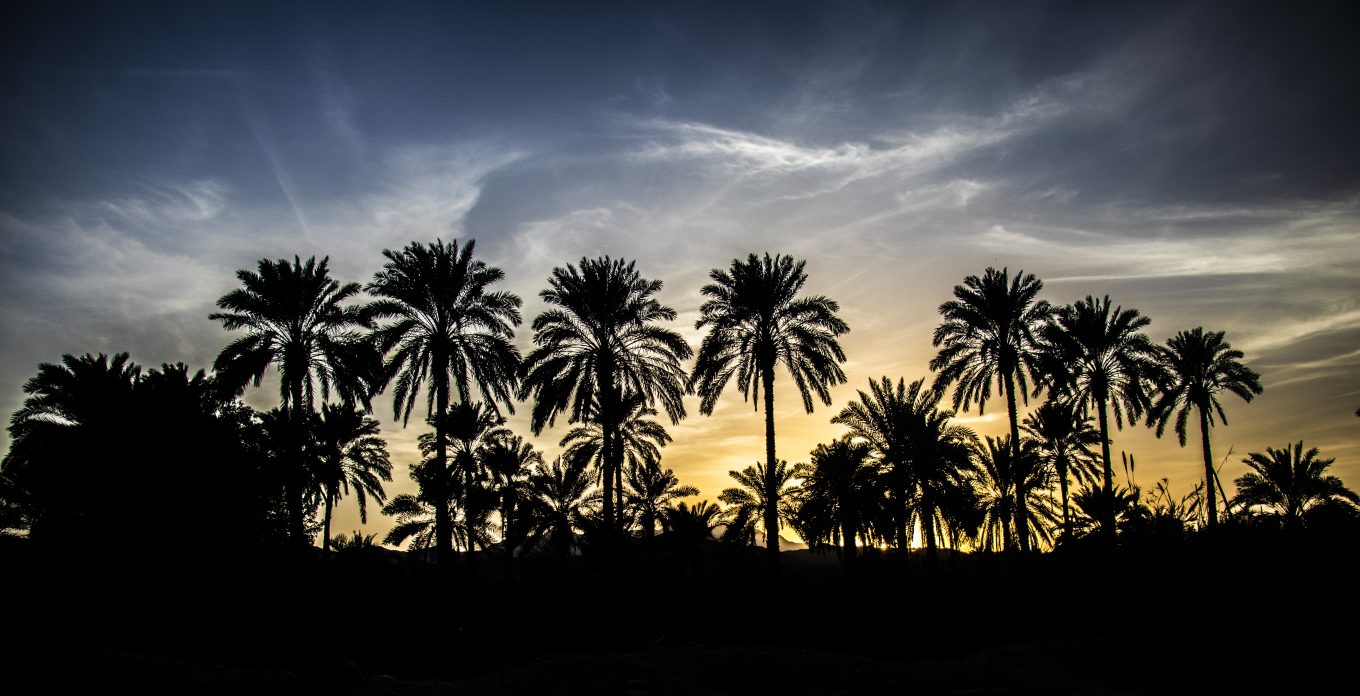 The silence of the palms in the evening